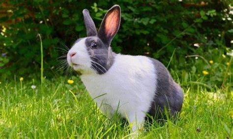 rabbitvams|Rabbit Web Cams